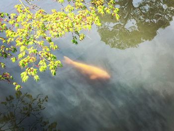 High angle view of leaf floating on water