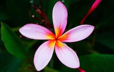 Close-up of pink flower