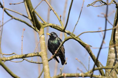 Low angle view of starling perching on branch