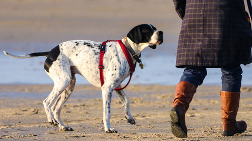 Low section of dog standing on beach
