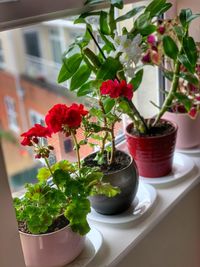 Close-up of potted plant on table