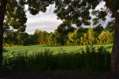 Scenic view of grassy field against sky