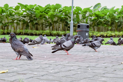 Pigeons perching on a street