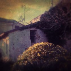 Flowering plants against the wall