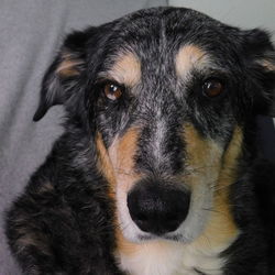 Close-up portrait of black dog