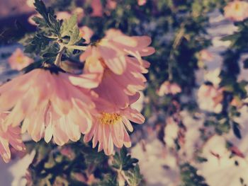 Close-up of flowering plant