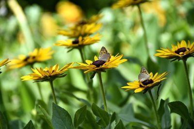 Close-up of honey bee on yellow flower