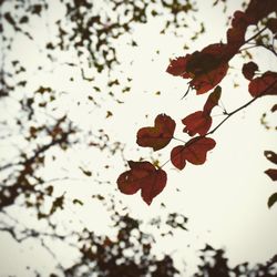 Low angle view of leaves on tree