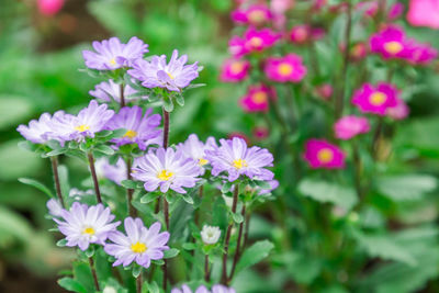 Close-up of purple flowering plants