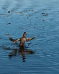 Duck swimming in lake