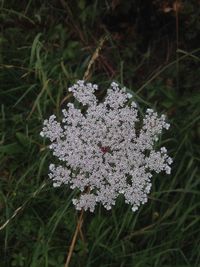 Close-up of frozen flowers on field