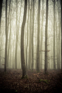 Trees in forest