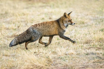 Fox running on grassy field