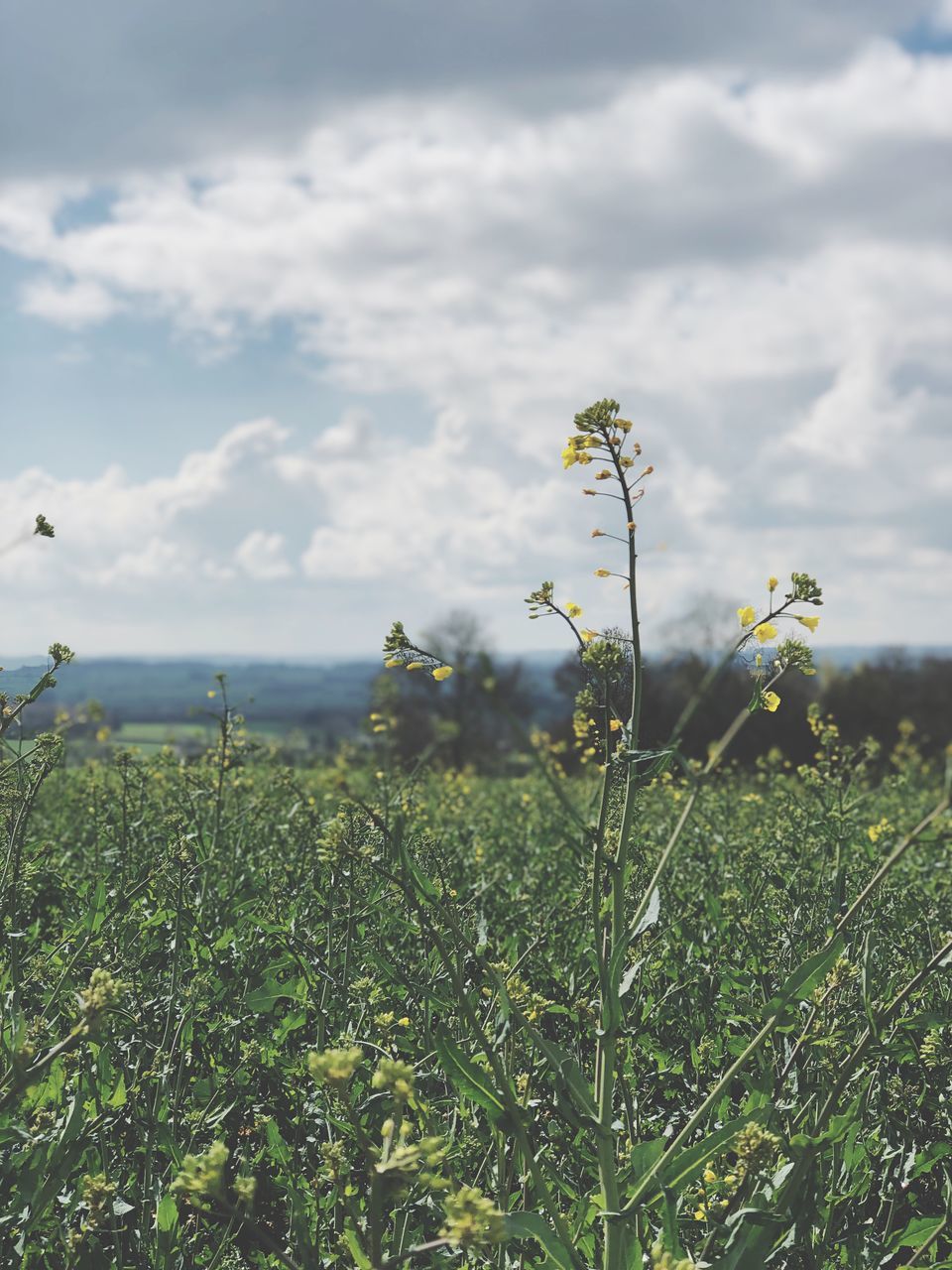 growth, plant, land, green color, cloud - sky, beauty in nature, nature, field, flower, tranquility, sky, fragility, vulnerability, day, flowering plant, no people, freshness, environment, tranquil scene, landscape, outdoors