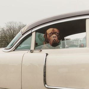 Portrait of dog by car against sky