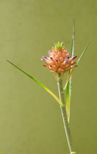 Close-up of red pineapple flowering plant