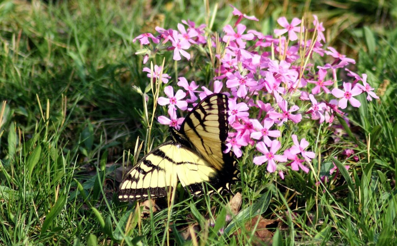 flower, growth, plant, freshness, grass, field, fragility, pink color, nature, beauty in nature, green color, close-up, focus on foreground, day, blooming, outdoors, petal, no people, stem, high angle view