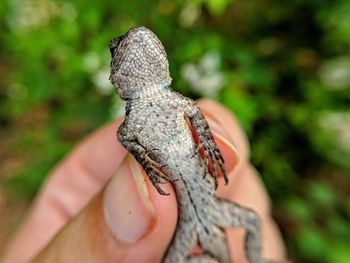 Close-up of a lizard on a hand