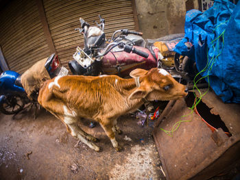 High angle view of dogs relaxing on floor