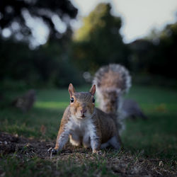 Close-up of squirrel on field