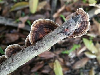 Close-up of snail on tree