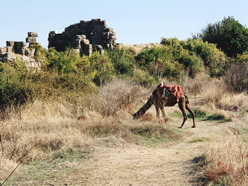 View of camel on field