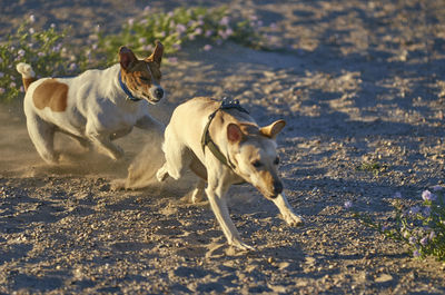 View of a dog running on beach