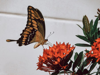 Close-up of butterfly on orange flower