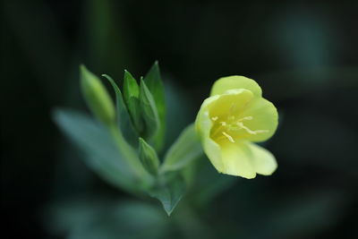 Close-up of yellow rose flower