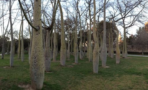 Bare trees on landscape