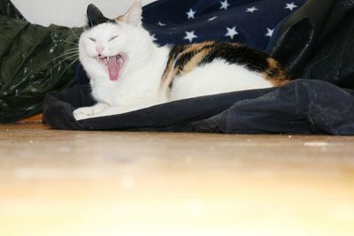 Close-up of cat yawning