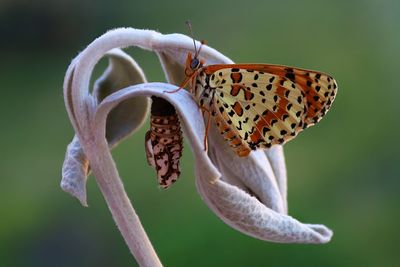 Close-up of butterfly on flower