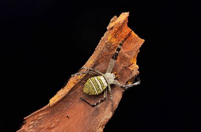 Close-up of insect on wood against black background