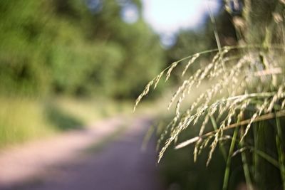 Close-up of plant growing on field