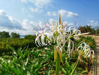 Close-up of flowering plant on field against sky