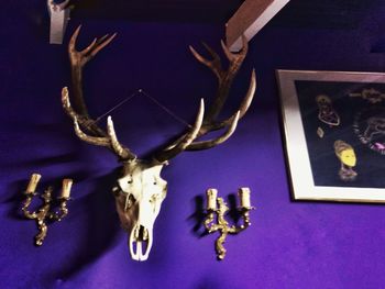 Close-up of animal skull