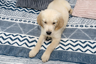 The male golden retriever puppy is lying on the bed on the sheets in the bedroom.