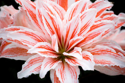 Close-up of hibiscus blooming outdoors