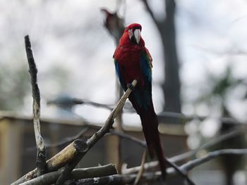 Close-up of parrot perching on branch