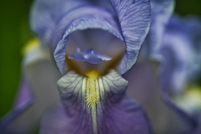 Close-up of purple iris