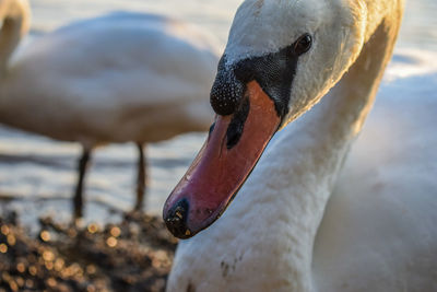 Close-up of swan