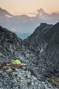 Scenic view of goats around tent against mountains and sky