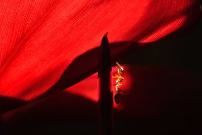 Close-up of red object