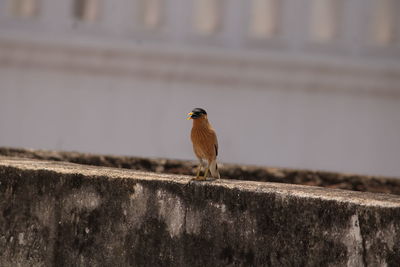 Bird perching on retaining wall