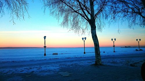 Bare trees at sunset