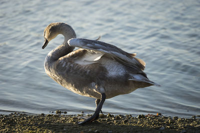 Side view of swan at lakeshore