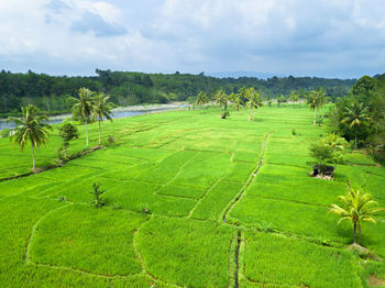 Scenic view of agricultural field against sky