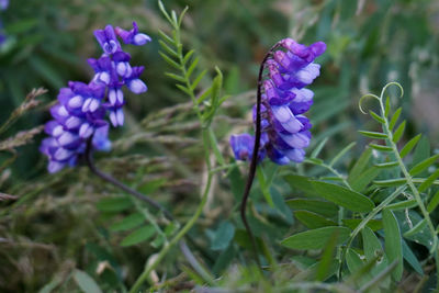 Close-up of purple flowering plants on field