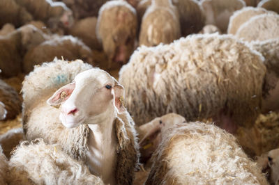 Close-up of sheep on field