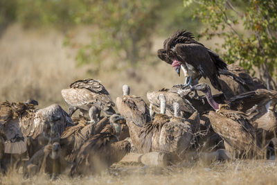 Flock of vultures scavenging on a field